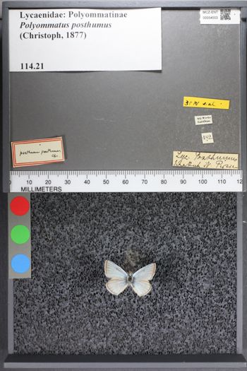 Media type: image;   Entomology 54553